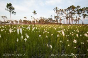 Josh Manring Photographer Decor Wall Art -  Florida Everglades -39.jpg